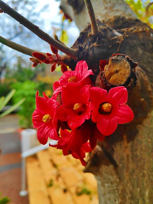 БРАХИХИТОН БИДВИЛЛА - Анатолий Малобродский БРАХИХИТОН БИДВИЛЛА - Анатолий Малобродский