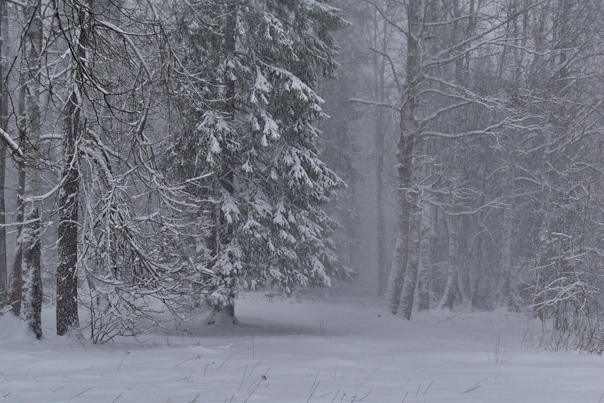 Каприз 2025 - Роман Пацкевич Каприз 2025 - Роман Пацкевич