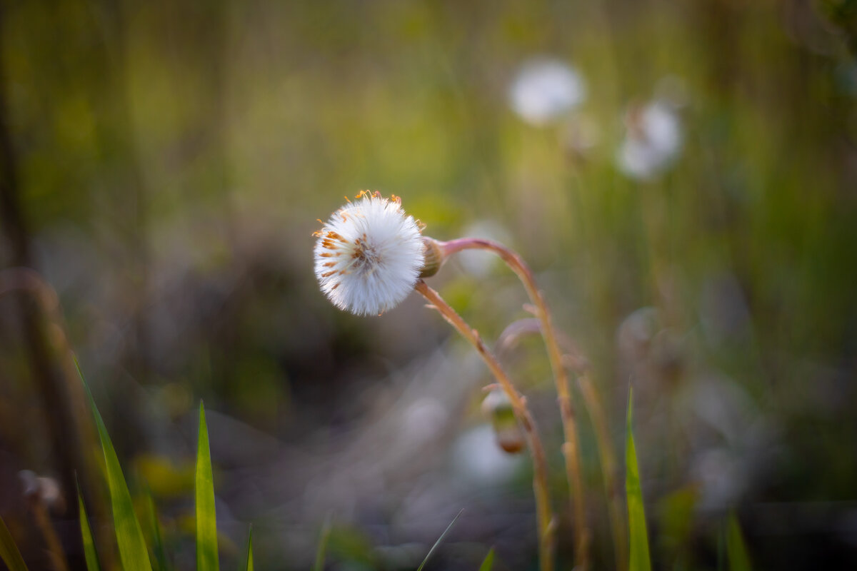 *** - Олег Дорошенко