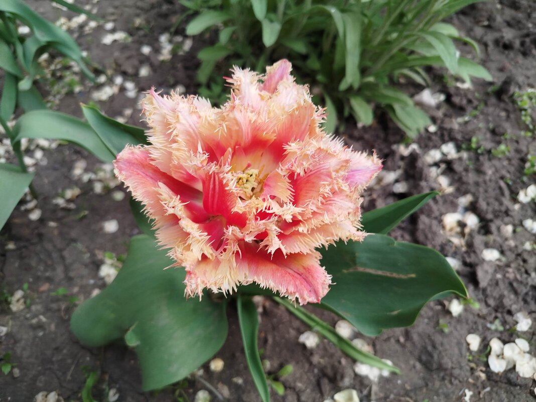 Цветущий Первомай! - Надежда Цветущий Первомай! - Надежда