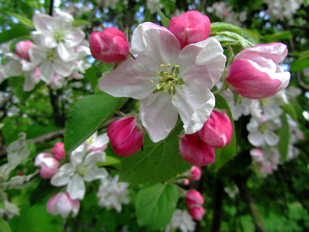 Яблонька апрельская - Сергей Карачин Яблонька апрельская - Сергей Карачин