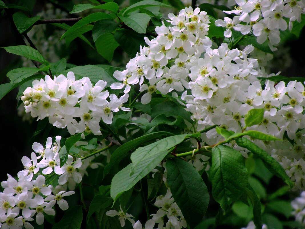 Цвет черемухи - Сергей Карачин Цвет черемухи - Сергей Карачин