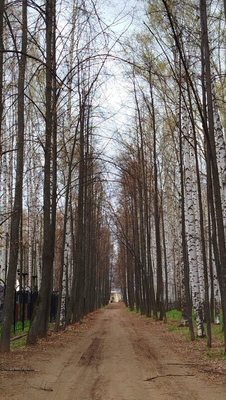 Аллея в парке - светлана льдокова