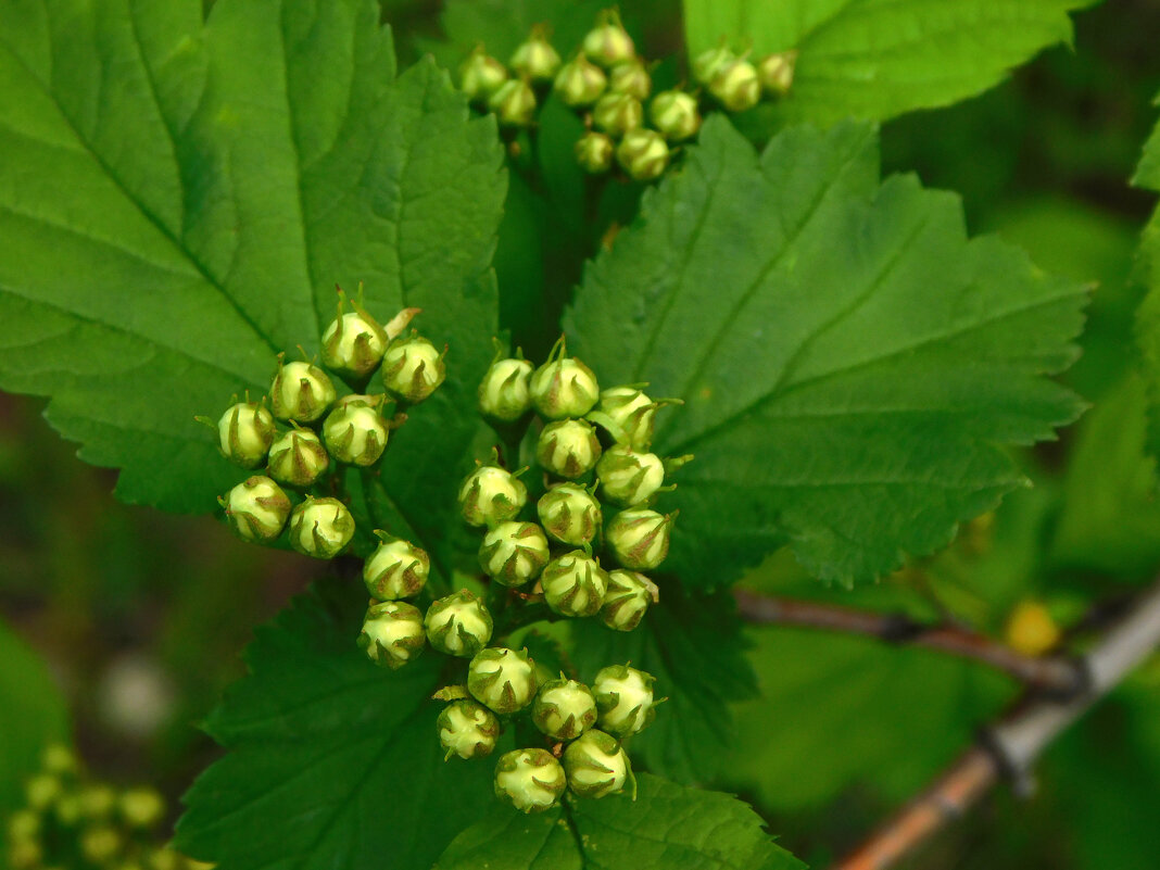Пузыреплодник калинолистный - Наиля Пузыреплодник калинолистный - Наиля