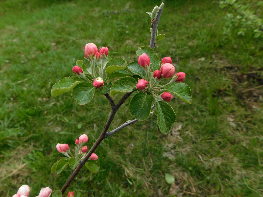 Розовый бутон у яблони - Наиля Розовый бутон у яблони - Наиля