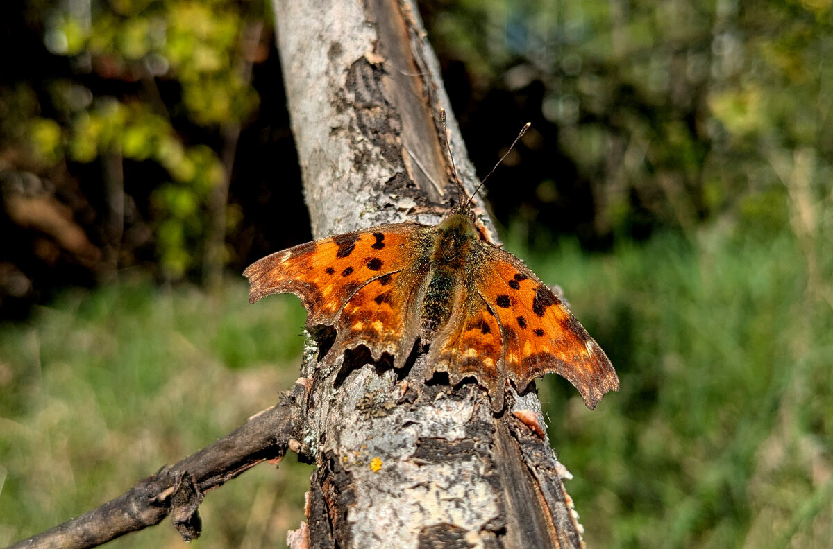 бабочки, снятые 30 апреля 2 - Александр Прокудин бабочки, снятые 30 апреля 2 - Александр Прокудин
