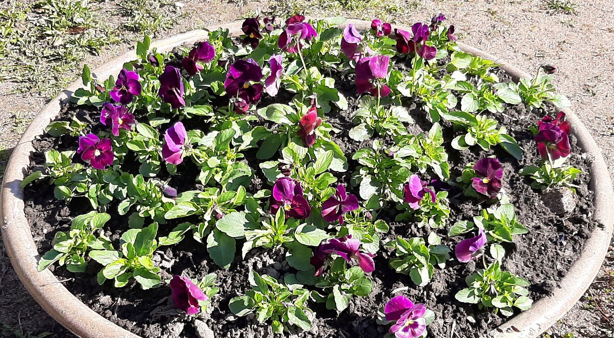 Анютины глазки - Наталья Герасимова