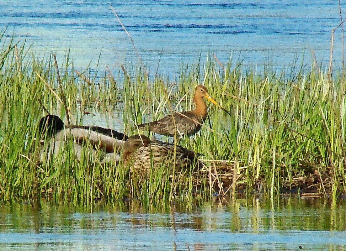 большой веретенник - gawrilа - dan большой веретенник - gawrilа - dan