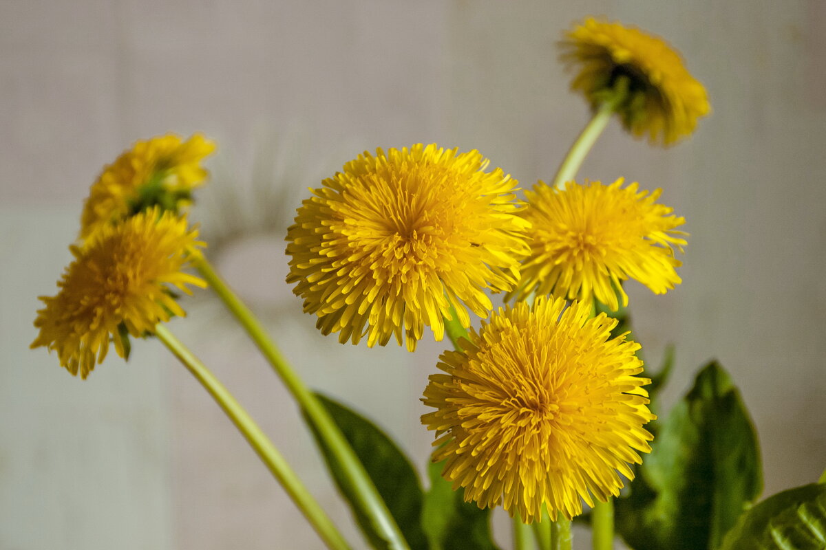 ... - Елена Пономарева ... - Елена Пономарева