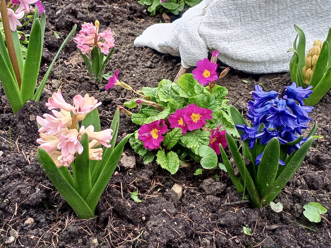 Весенние цветы - Сапсан 