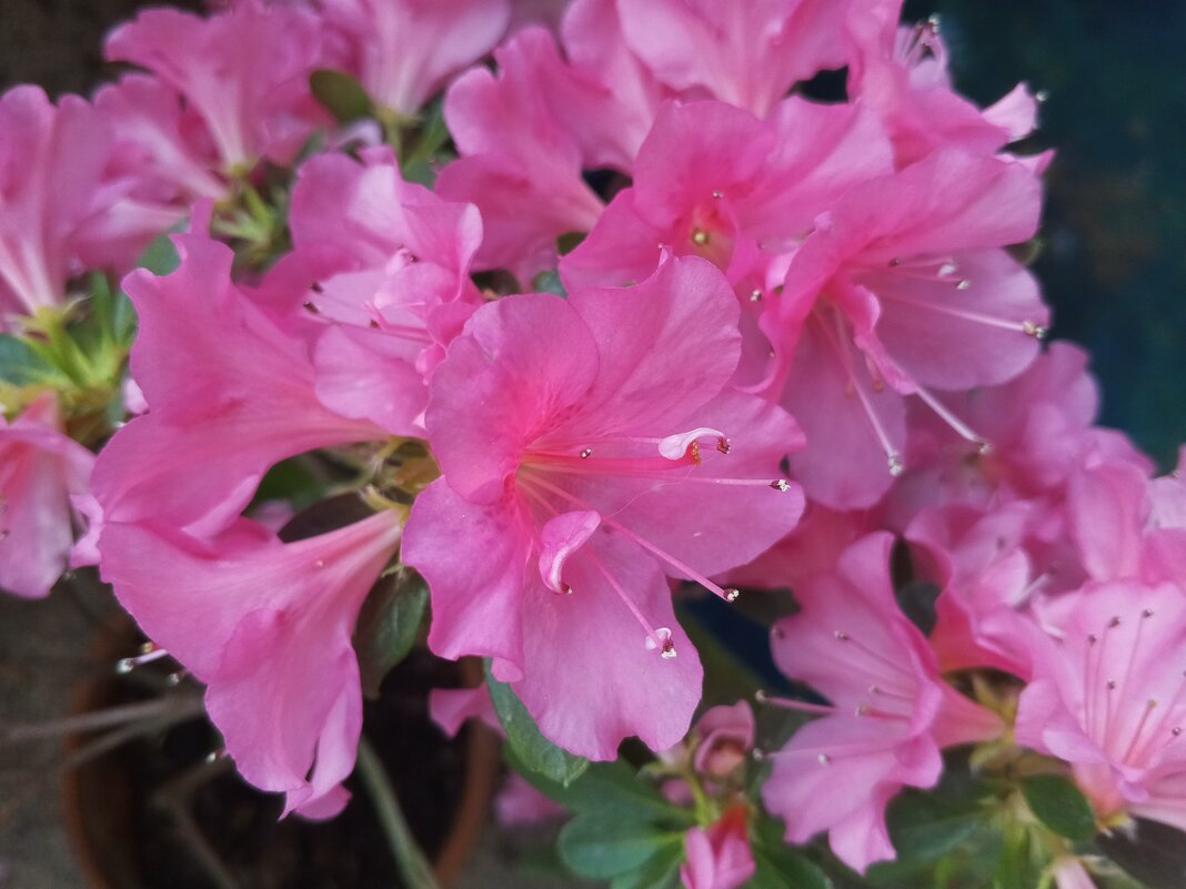 Азалия - Сапсан 