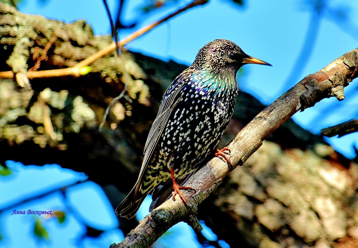 Скворушка. - Восковых Анна Васильевна Скворушка. - Восковых Анна Васильевна