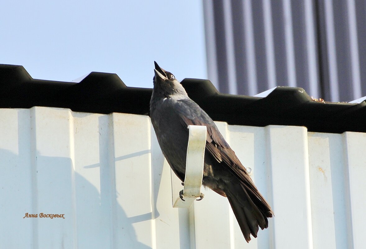 Поёт красава! - Восковых Анна Васильевна Поёт красава! - Восковых Анна Васильевна