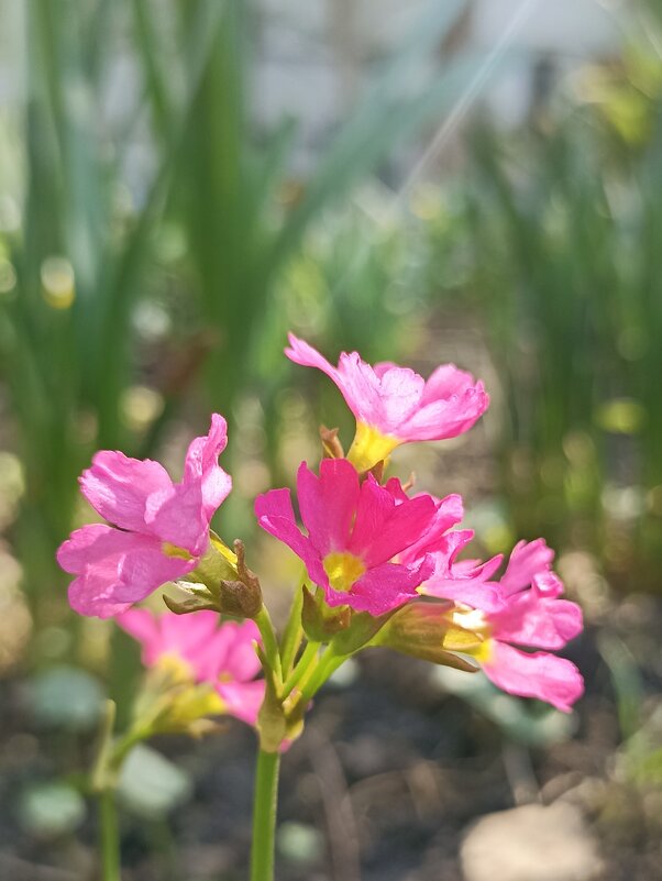 Пришёл яркий солнечный май. - Pippa Пришёл яркий солнечный май. - Pippa