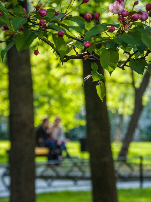 Был месяц май - Наталья Rosenwasser