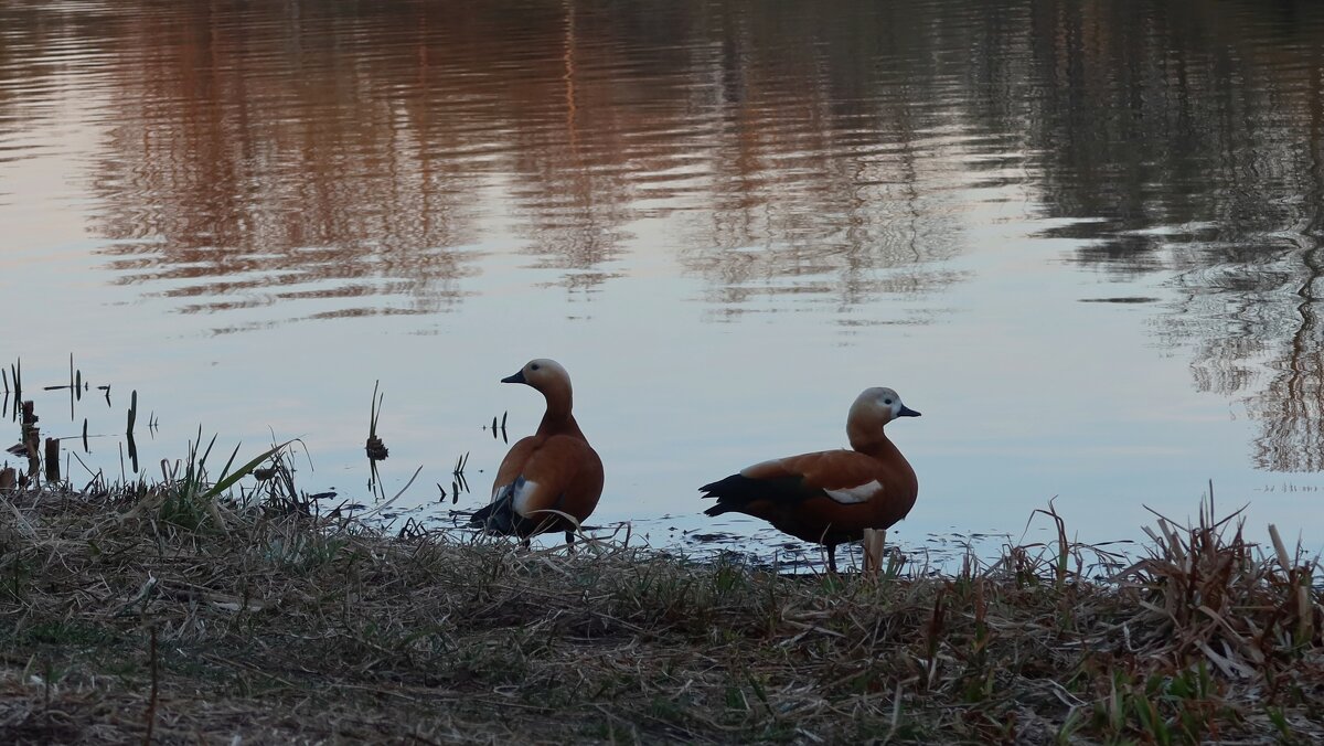 Городской пруд - Дмитрий И_ Городской пруд - Дмитрий И_