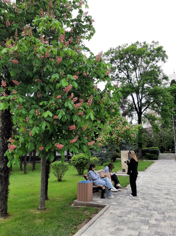 Конский каштан мясо-красный - Tata Wolf Конский каштан мясо-красный - Tata Wolf