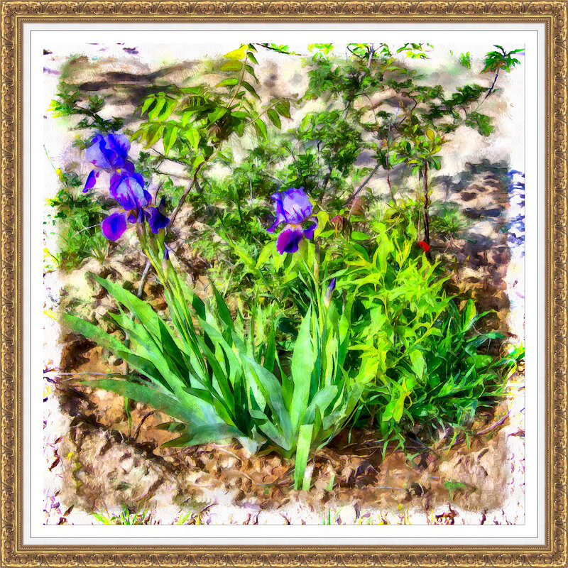 Ирисы - Анатолий Чикчирный