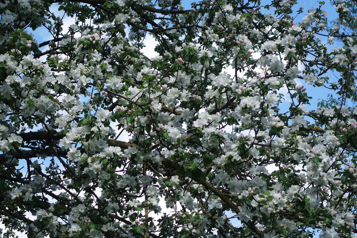 Цветет Яблоня - Рита Симонова