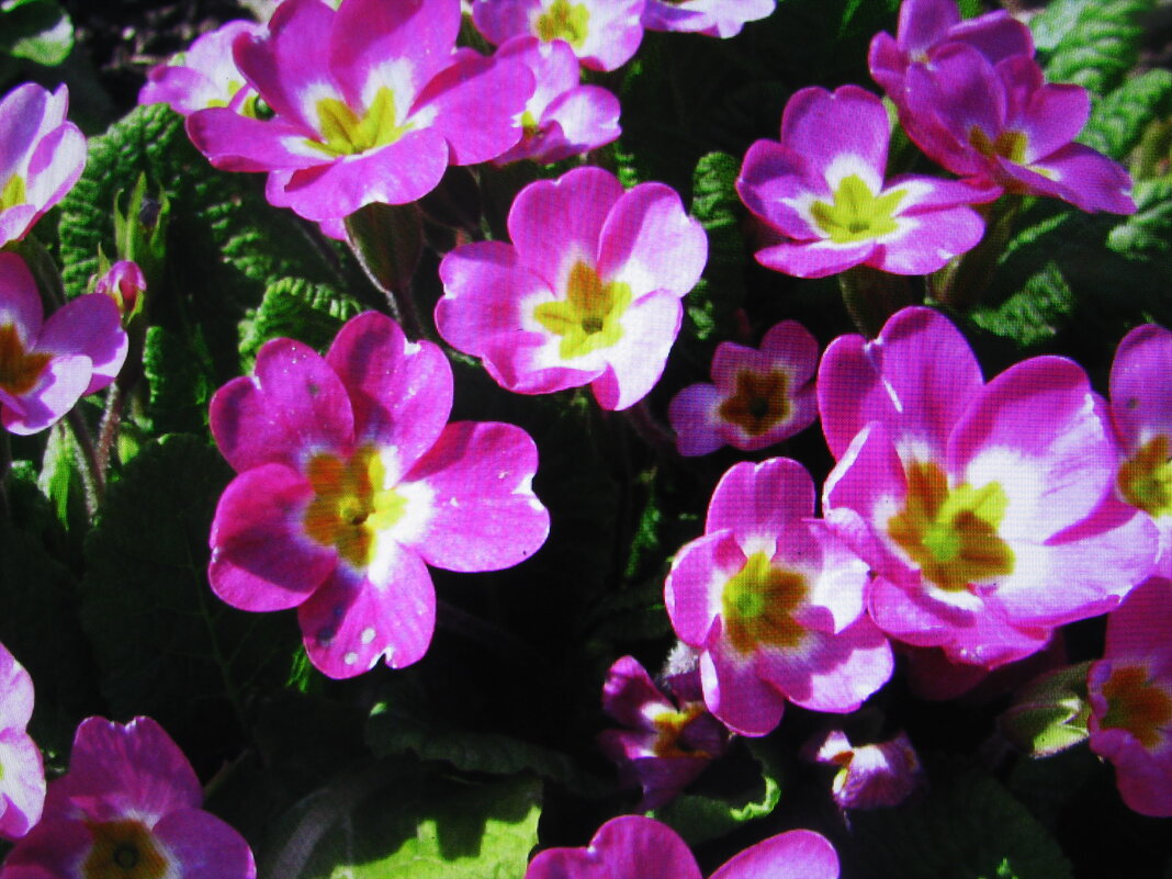 Красивая примула - Людмила Смородинская Красивая примула - Людмила Смородинская