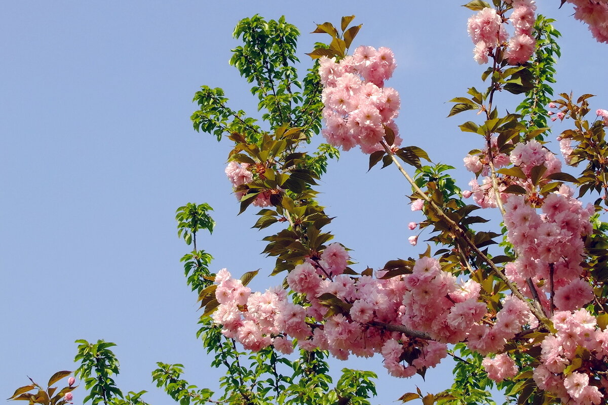 Миндаль - Фёдор Меркурьев