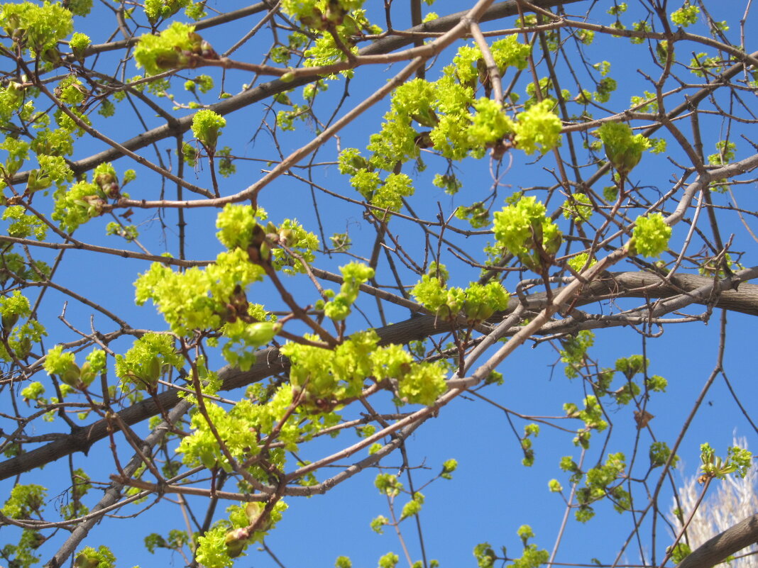 так начинался апрель - Елена Шаламова