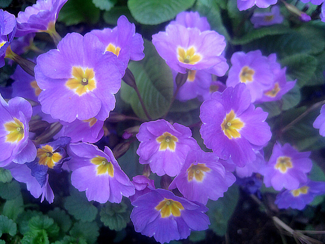 Весенние - Елена Семигина