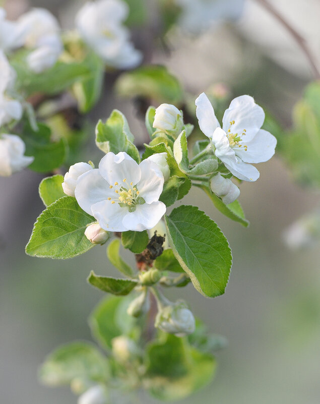 Из серии, весенние цветы ... - Maxxx©  
