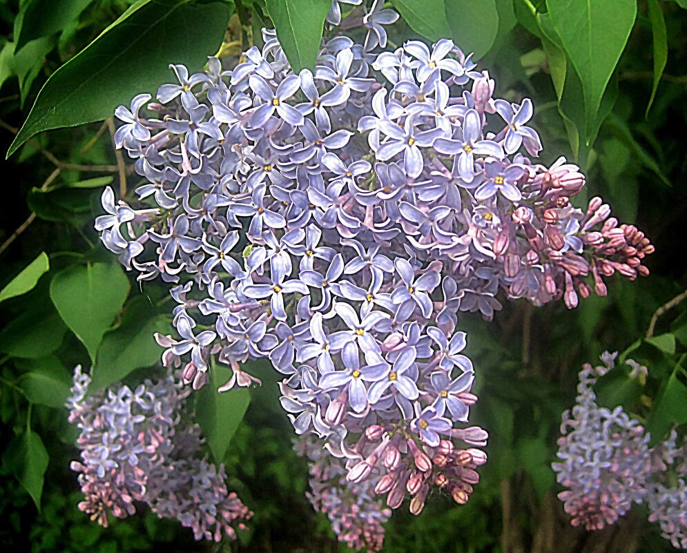 Время сирени пришло - Елена Семигина