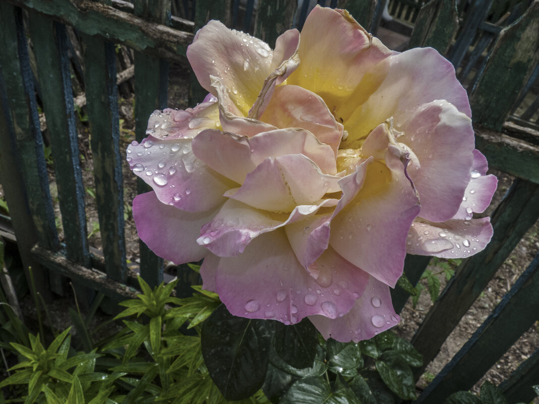 Глория   Дей и капли  дождя - Валентин Семчишин