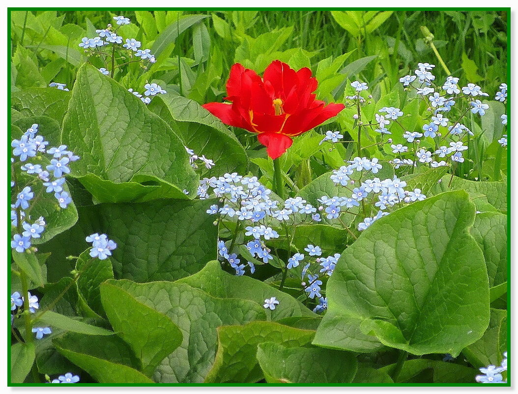 Тюльпан — весны извечный талисман! - Ольга Довженко