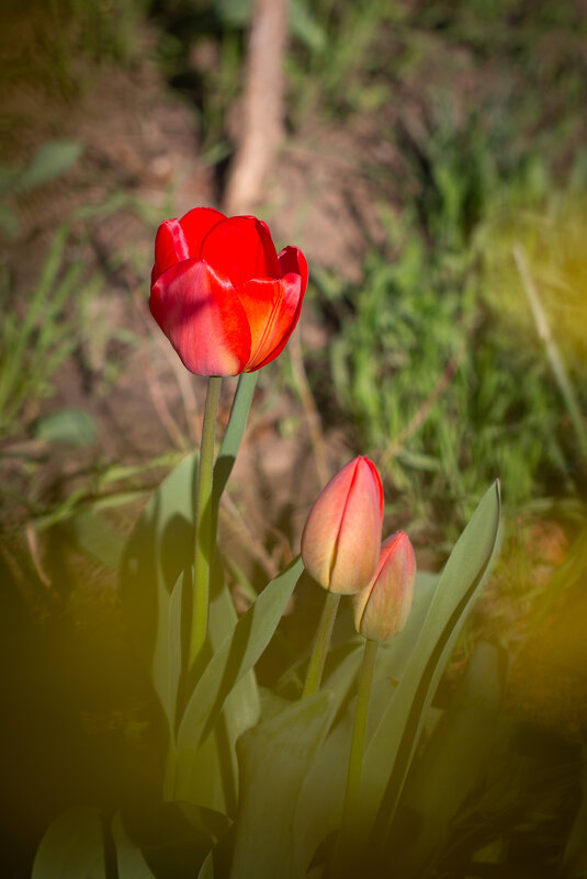 Буйство - Ольга Некрасова Буйство - Ольга Некрасова