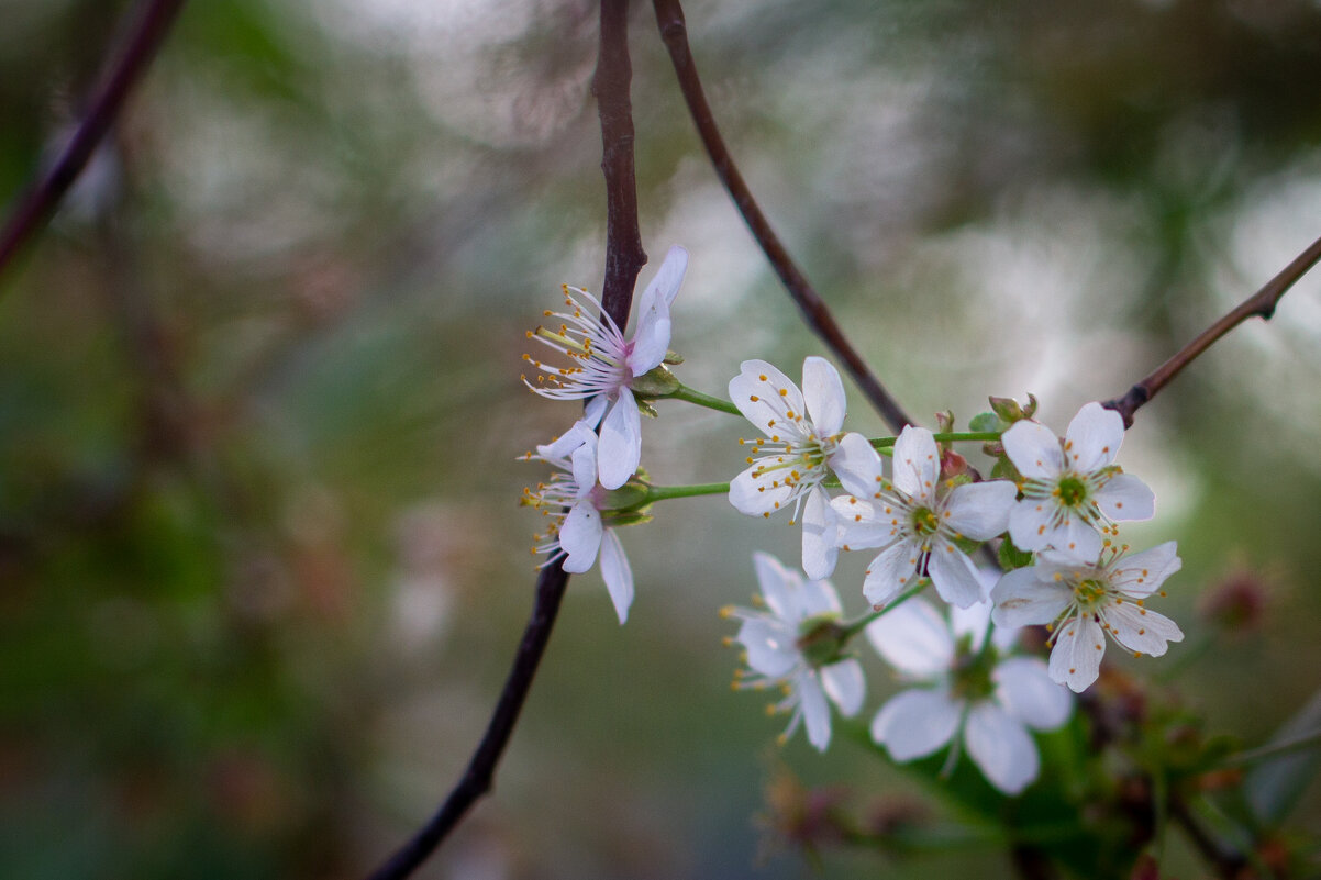 *** - Ольга Некрасова *** - Ольга Некрасова
