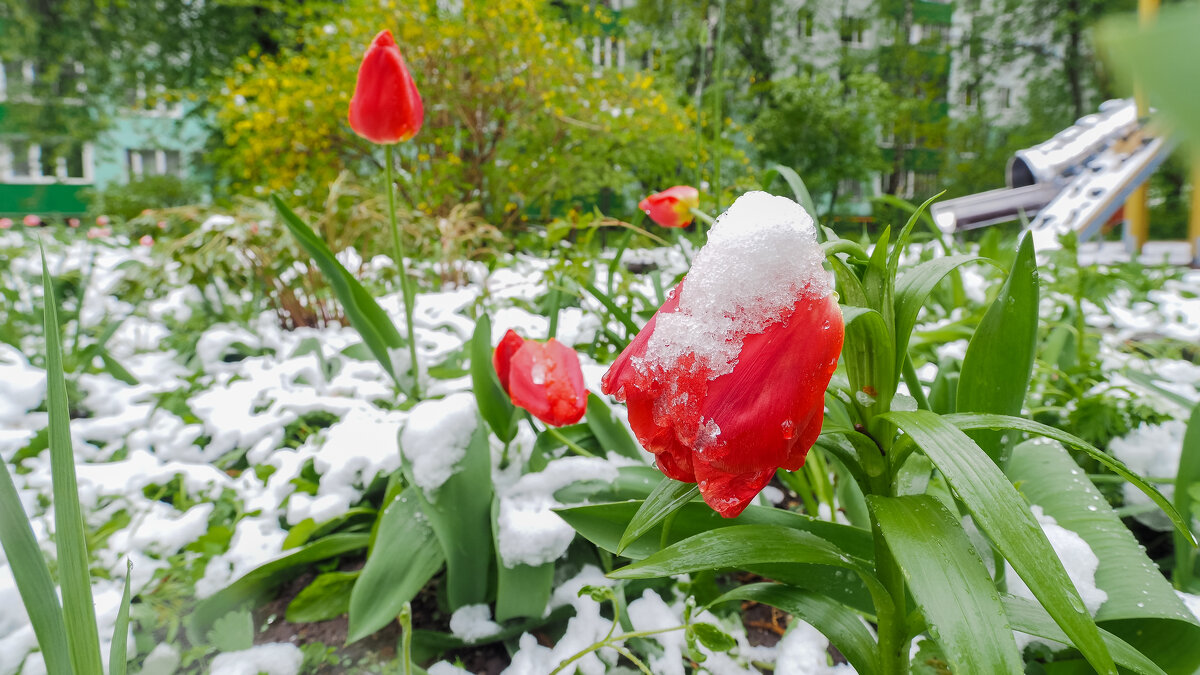 Вот Такой Май - юрий поляков Вот Такой Май - юрий поляков