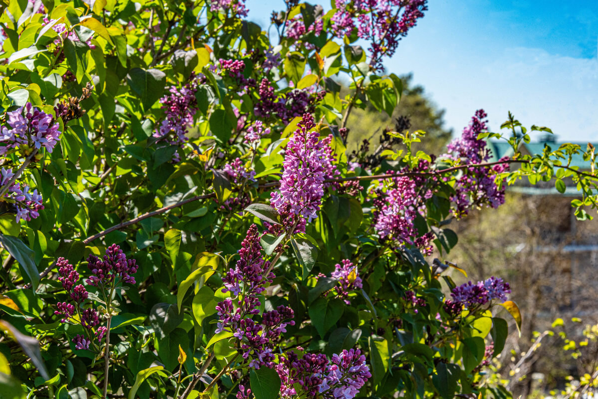 *** - Дмитрий Лупандин *** - Дмитрий Лупандин