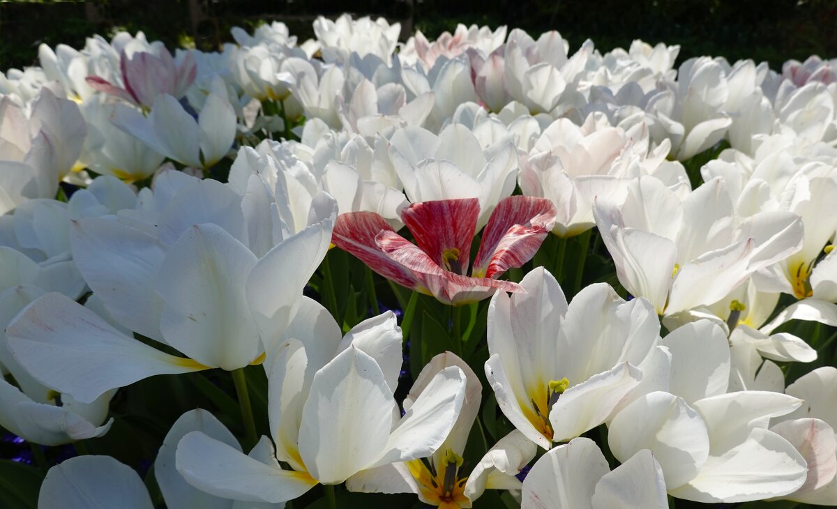 "...белых тюльпанов плывут облака" - Галина "...белых тюльпанов плывут облака" - Галина
