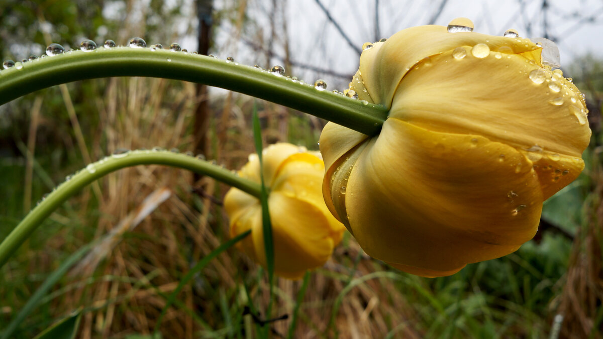 Капелюшки - sorovey Sol Капелюшки - sorovey Sol