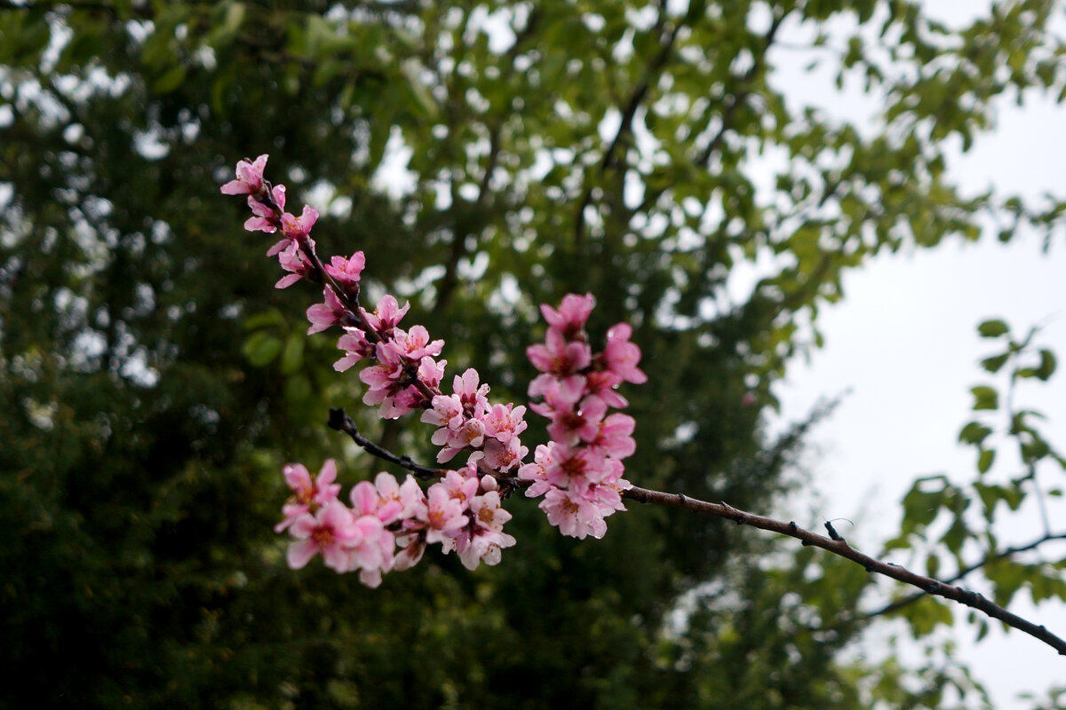 Персик - sorovey Sol Персик - sorovey Sol