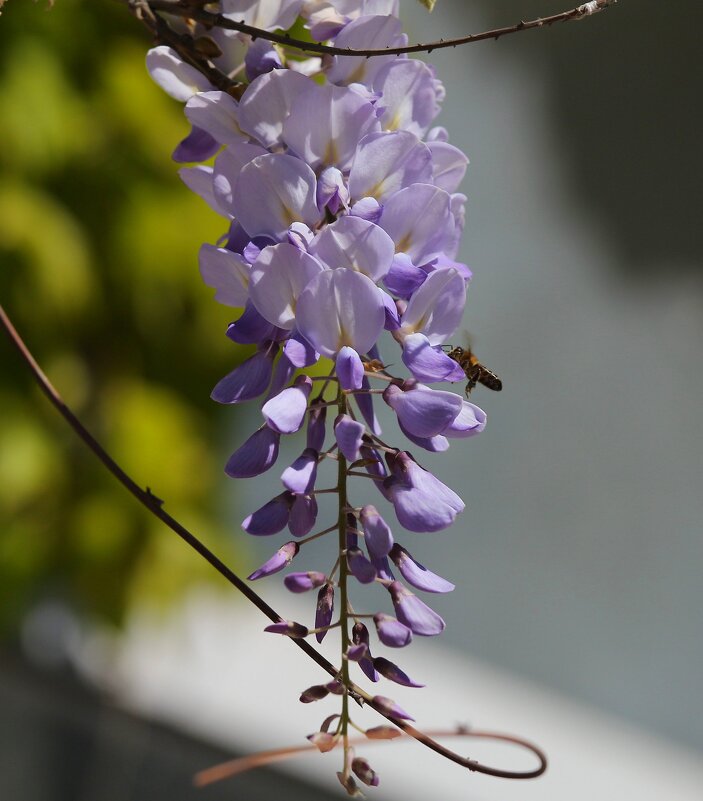 Глициния - Светлана Тихонина