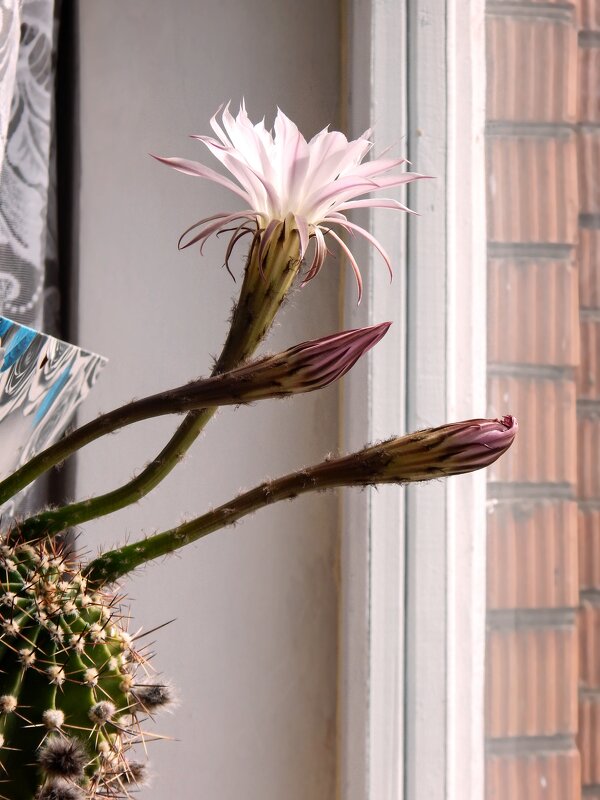 эхинопсис - linnud эхинопсис - linnud