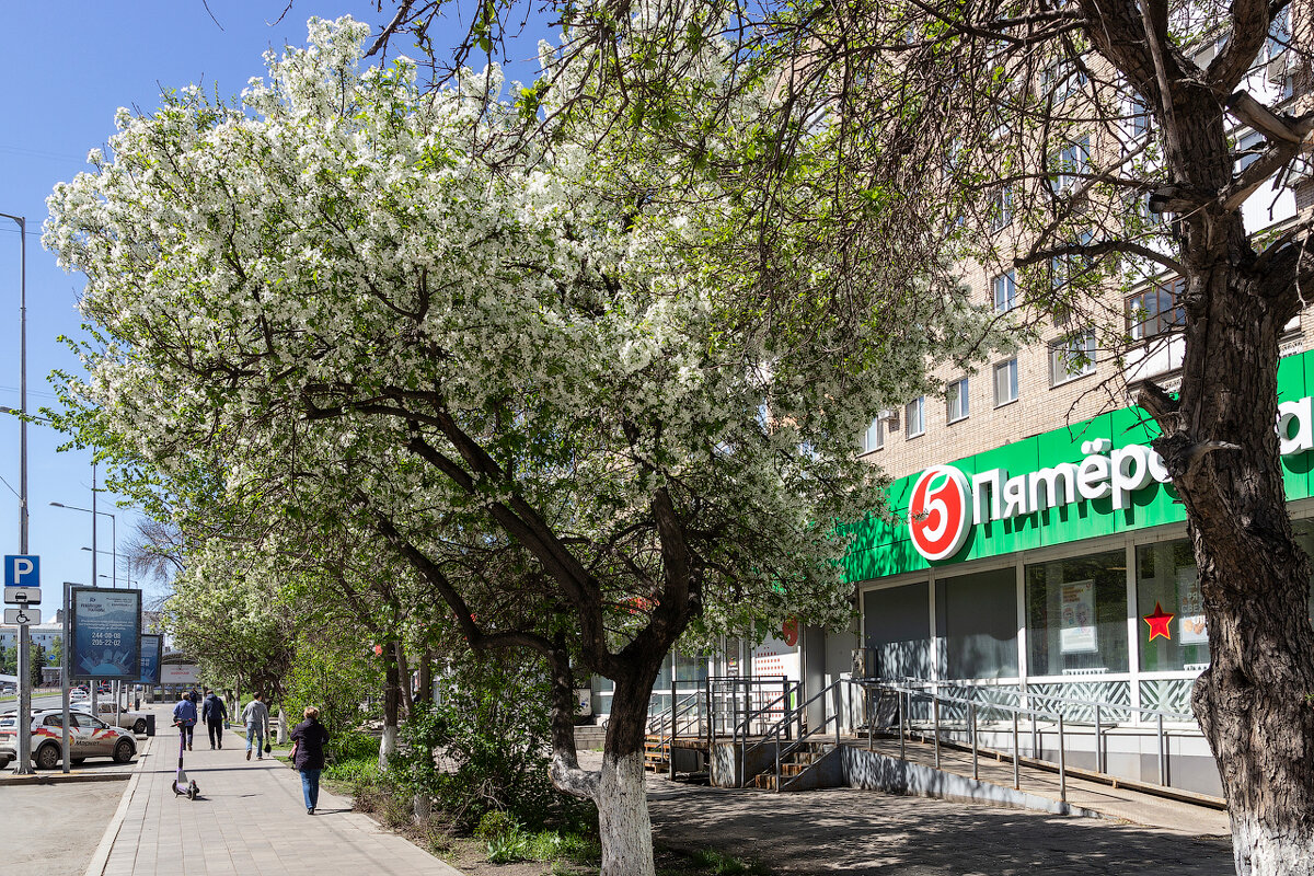 Первомай, цветёт вишня - Олег Манаенков Первомай, цветёт вишня - Олег Манаенков