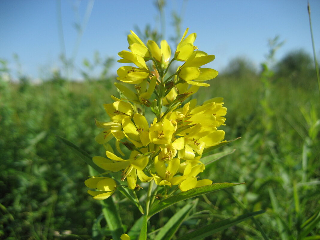 Вербейник - Anna Ivanova Вербейник - Anna Ivanova