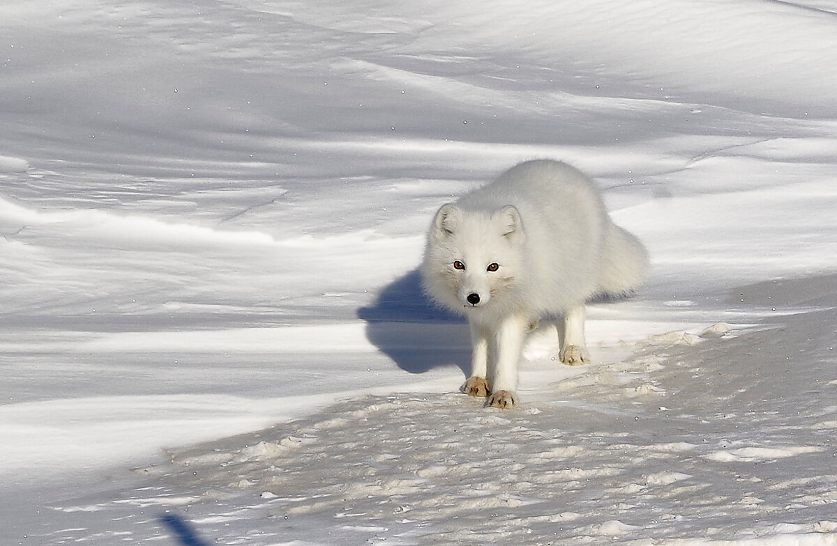 Красавец - Игорь Шабалин