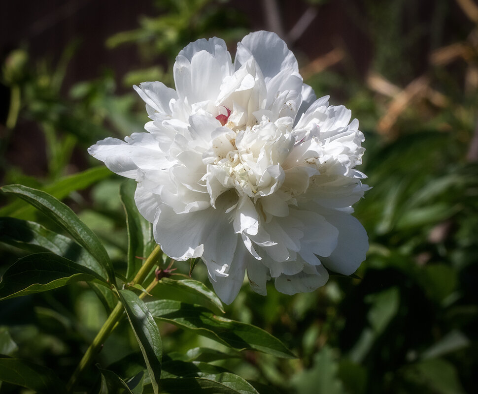 Белый пион. - Лилия *