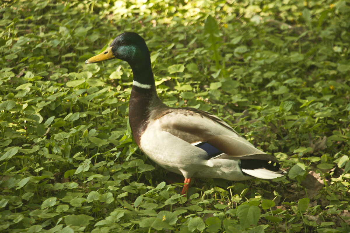 где ты, любимая? - Владимир Зырянов