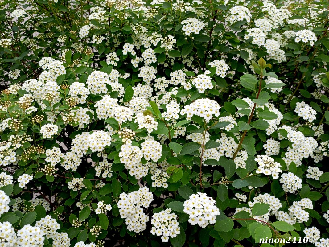 Спирея Вангутта - Нина Бутко Спирея Вангутта - Нина Бутко