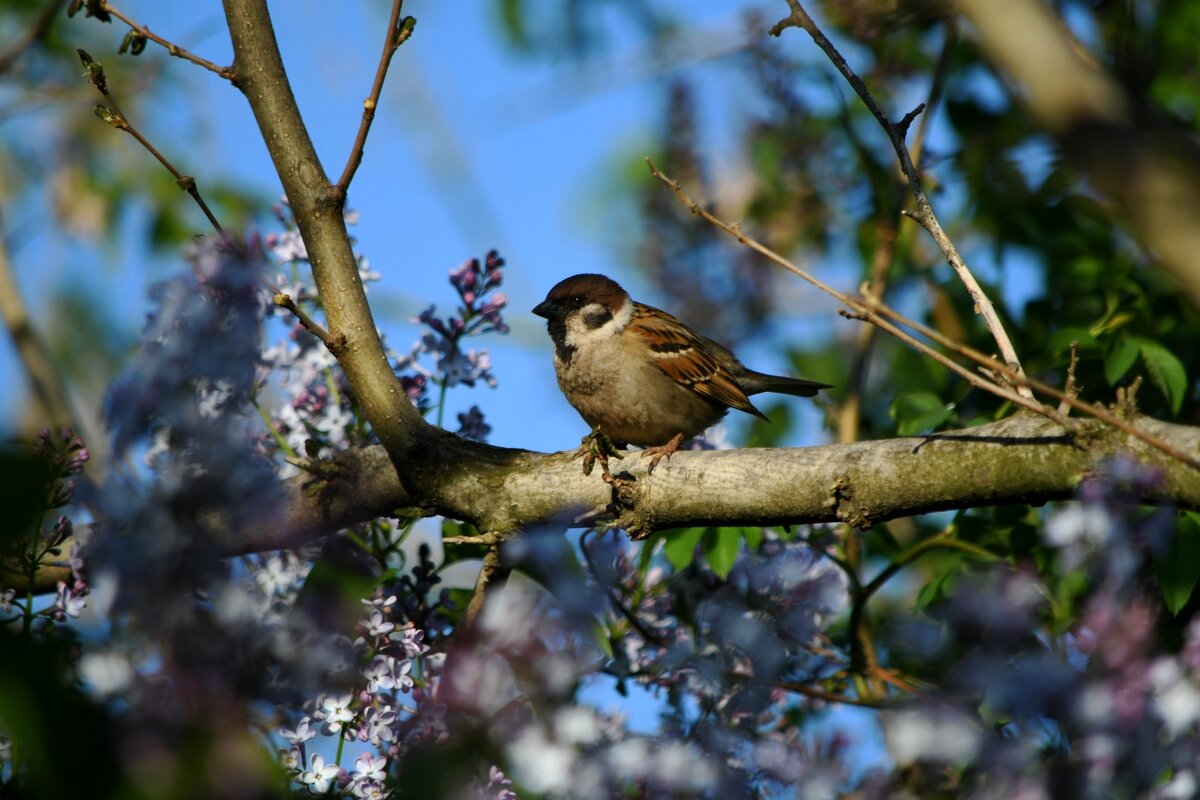 Воробей)) - Татьяна Евдокимова Воробей)) - Татьяна Евдокимова