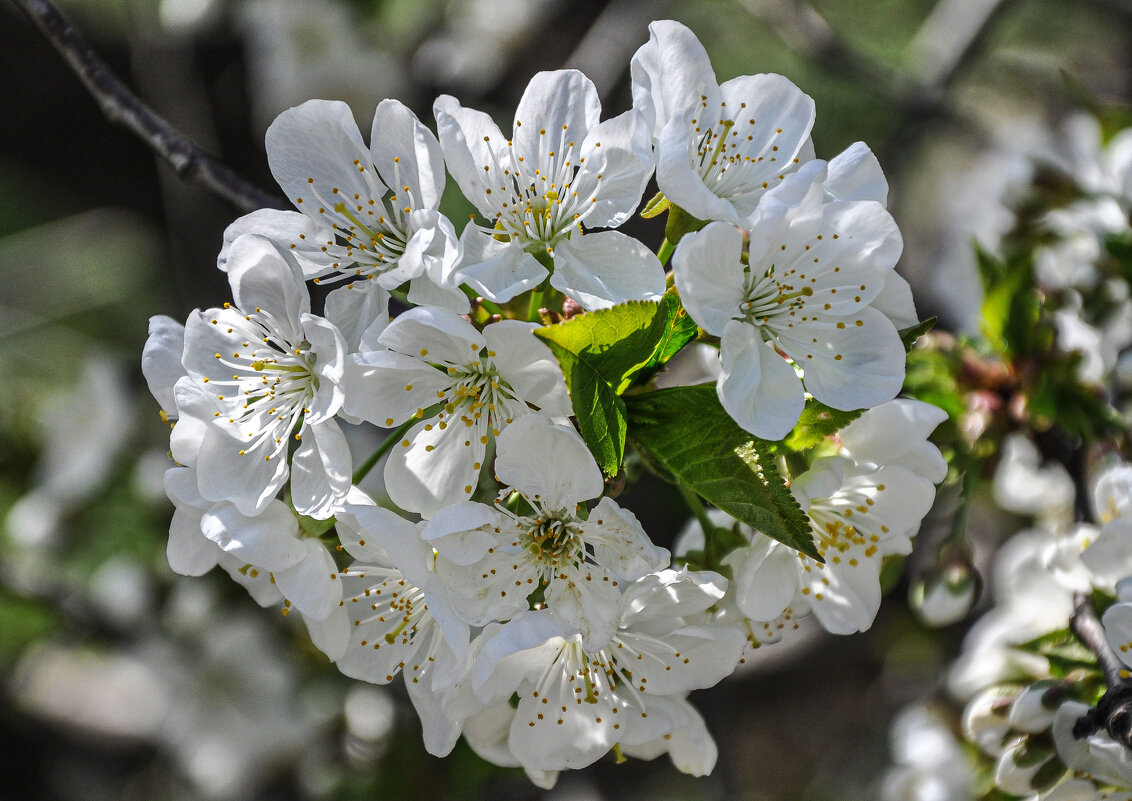 Весенний букетик - Татьяна Машошина