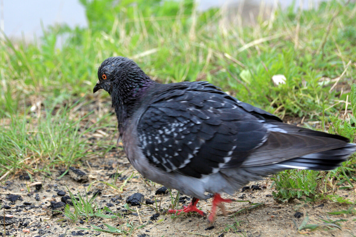 Голубь - Roman stories -