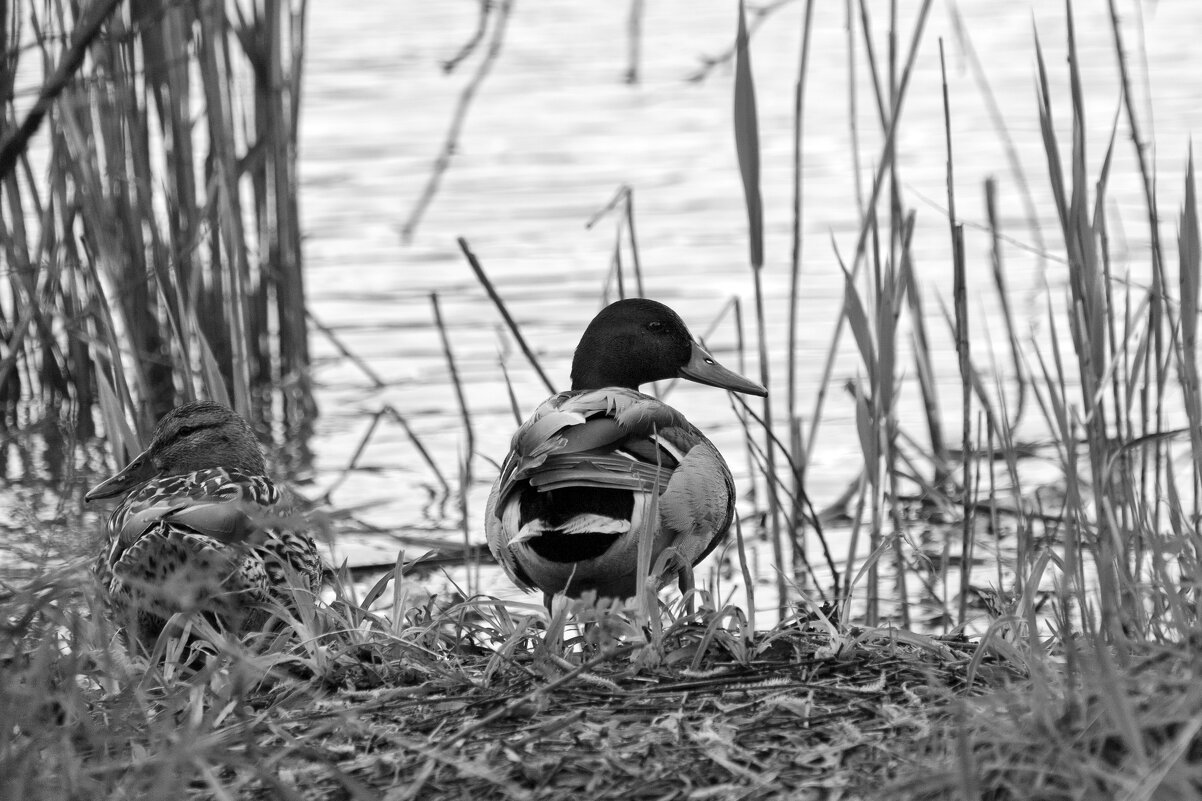 Ути - Roman stories -